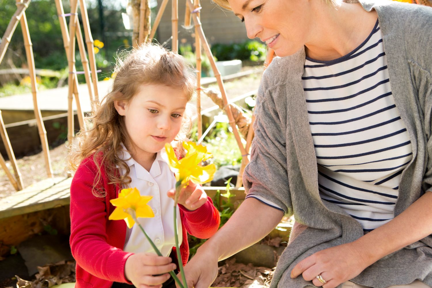 A little girl in a red school cardigan looks closely at a pair of daffodils that a woman is holding for her.